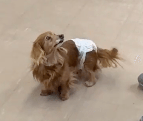 「もう一度振り向いて欲しい」音を失った高齢犬に届ける首輪型骨伝導デバイス誕生！