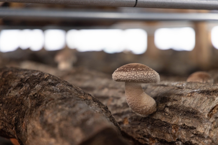 太い軸からは旨味たっぷりの出汁が出る