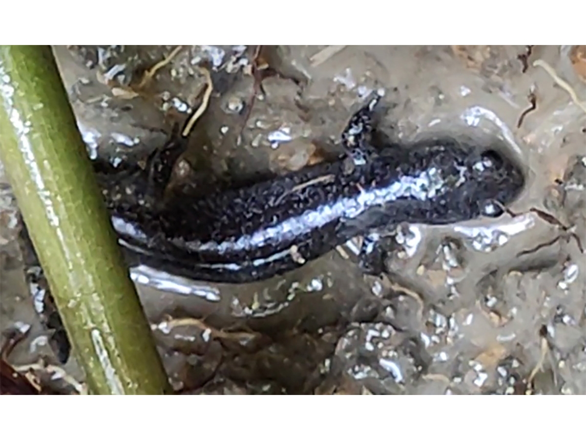 里山・湿地エリアで確認されたヤマトサンショウウオ