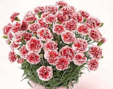 JHPQiVop7x6DBhic5Swq.jpg?w=940&h=940