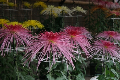 JJmqWJ6zqKaDX6Sljopf.jpg?w=940&h=940