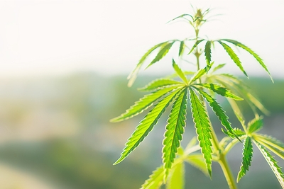 JKhv2VM62SHfrvZTOls9.jpg?w=940&h=940