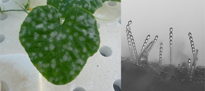 特定の農薬に耐性を示すメロンうどんこ病菌の菌叢（左）と分生子柄（右）