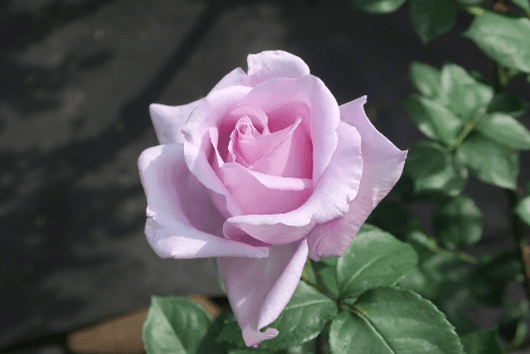 2年連続で1位となった「ブルー・ムーン」