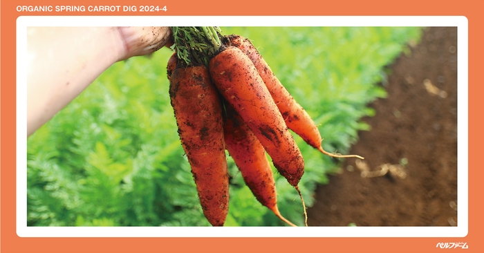 有機春にんじん収穫体験イベントイメージ画像⑤