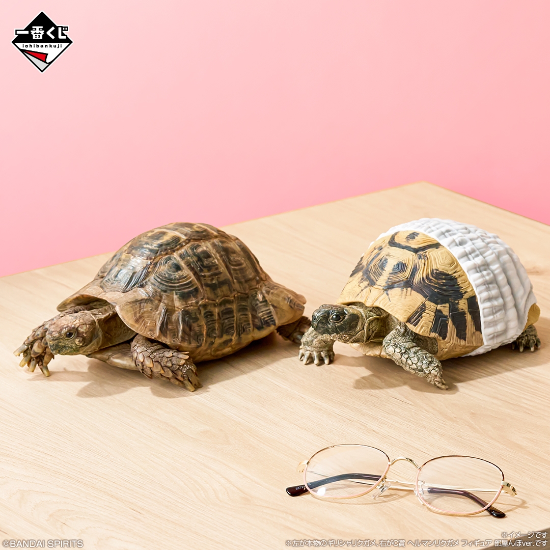 C賞:ヘルマンリクガメ フィギュア 部屋んぽver.(イメージ1)