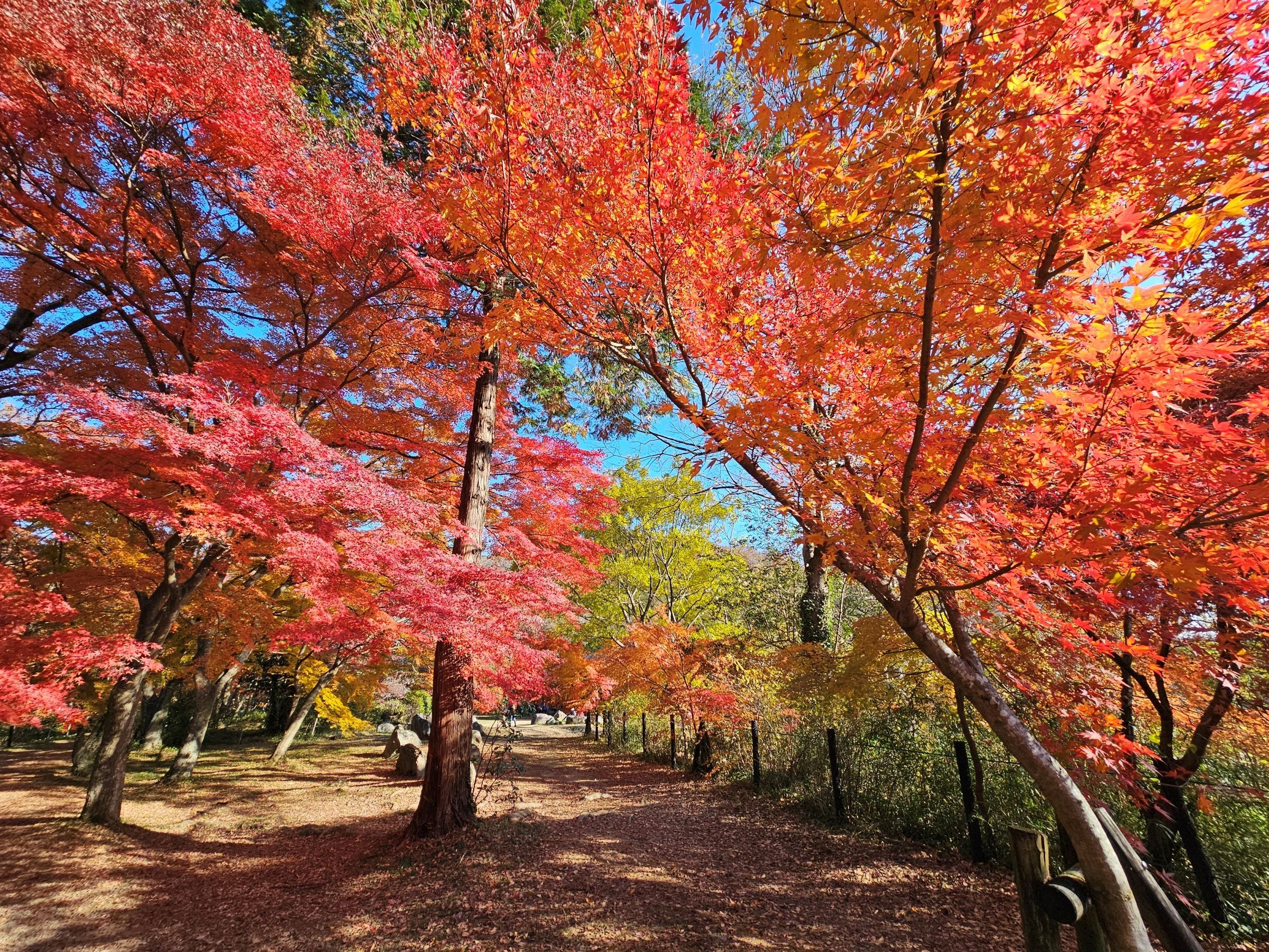 色づく渓谷で秋を味わう、 埼玉県嵐山町「嵐山渓谷紅葉まつり