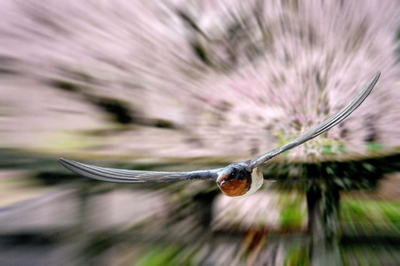 合成写真「ツバメ桜」作・吉野努