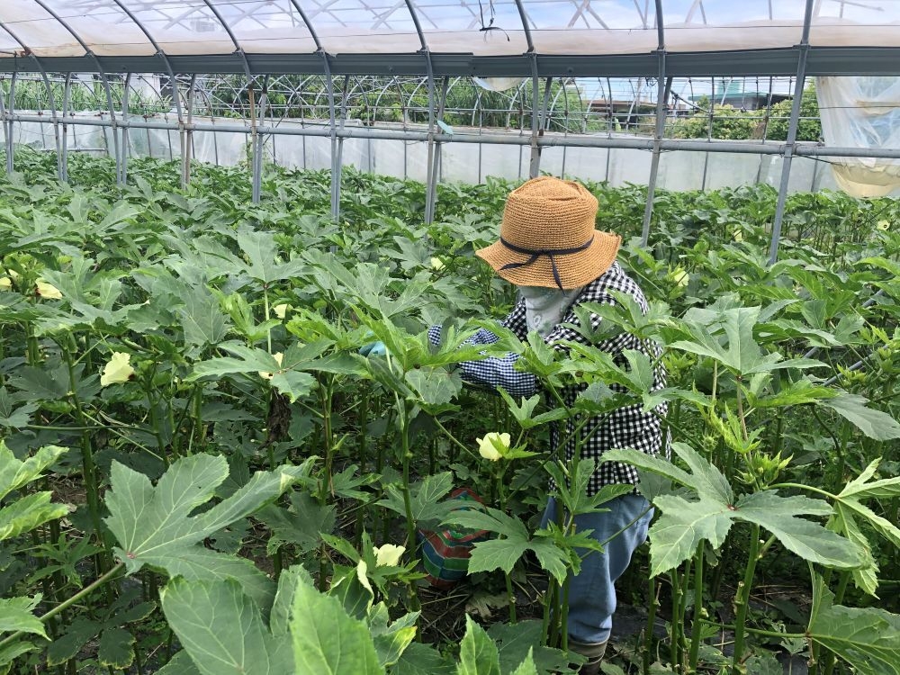 オクラ収穫(農作業)