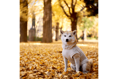 JbP5I9IzhC3McHGMWPmO.png?w=940&h=940