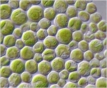 JfOkcNv0ELQCBo3nL1ZA.jpg?w=940&h=940