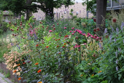 第2回神代植物公園のコンテストガーデン