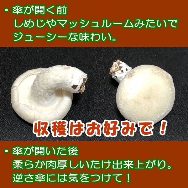 収穫はお好みで!