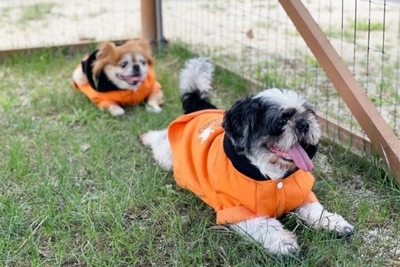 わんこにハロウィーンの仮装をしたお客様は、わんこなだけにドッグランを60分までわんこイン（100円）でご利用できます。