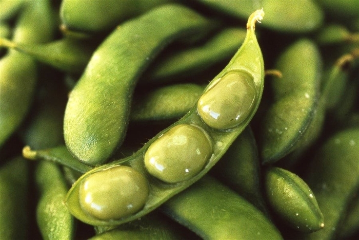 くろさき茶豆 本茶豆