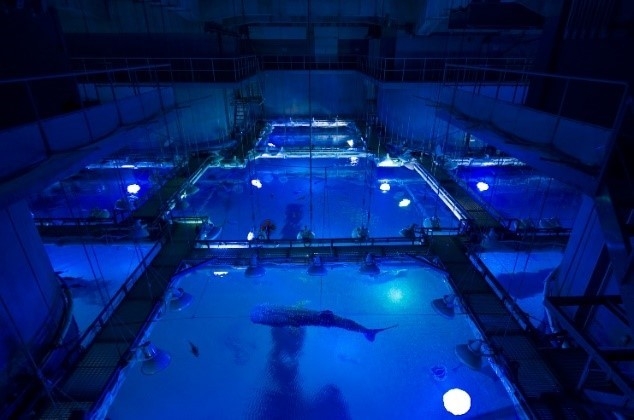 閉館後の海遊館(イメージ)