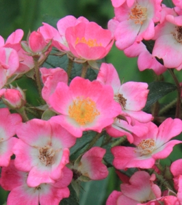 Jydqohrzbkpd6H83Ec1G.jpg?w=940&h=940