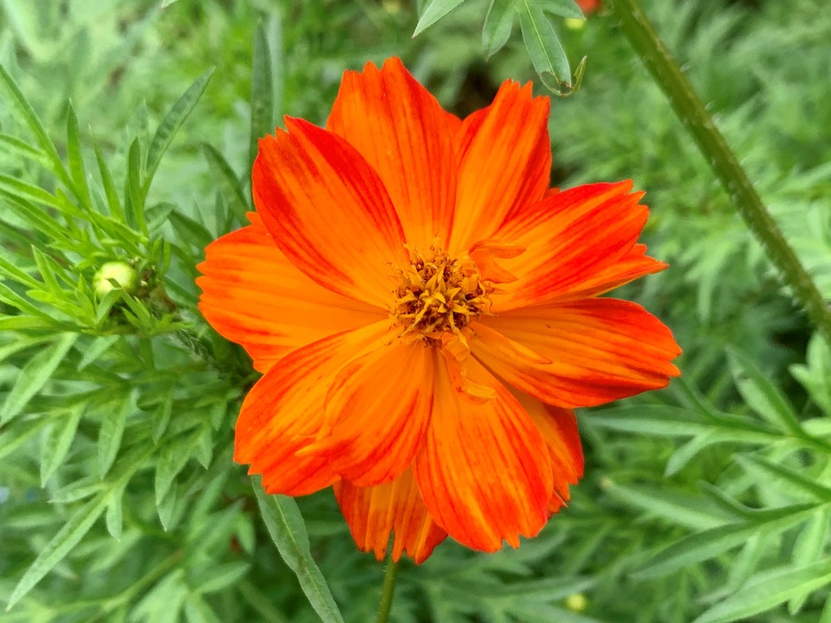 キバナコスモス(薄橙)