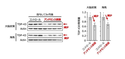 図1 開発したGapmer型アンチセンス核酸は、ALS/FTDモデルマウスにおいて、TDP-43の発現量を低下させた。
