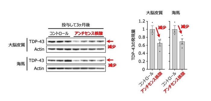 図1 開発したGapmer型アンチセンス核酸は、ALS/FTDモデルマウスにおいて、TDP-43の発現量を低下させた。