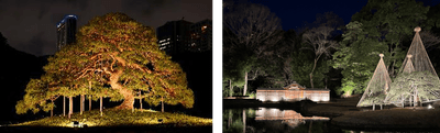ライトアップされた小石川後楽園の風景（過去開催の様子）