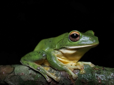 里山のカエル（ヤエヤマアオガエル）