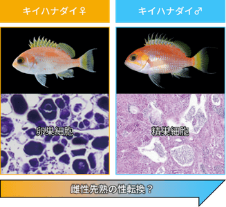 図2　キイハナダイの性的二型（上段は外部形態、下段は生殖腺組織）