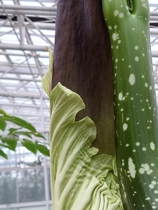 花序付属体を包む仏炎苞（ぶつえんほう）(12月6日撮影） 