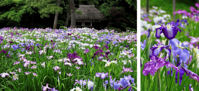 初夏の田園風景に彩りを添えた涼しげな「ハナショウブ」（左：昨年の様子、右：一昨年の様子）