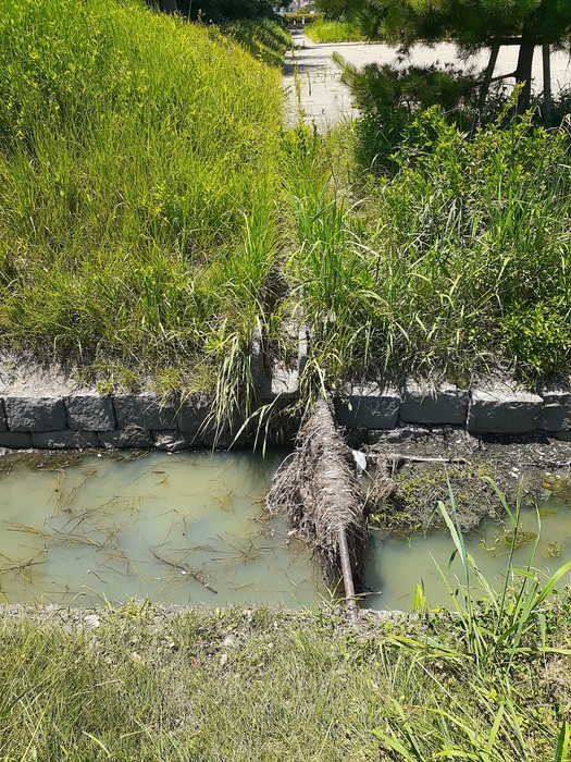 写真1:平城宮跡歴史公園内の水路。 大量の雨水とともに草などが流れてきて引っかかると、水が流れにくくなることが想定される。