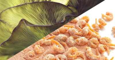 日本のキトサン市場は2033年までに2億5,620万米ドル、年平均成長率10.4%で成長すると予測