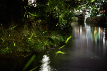 滋賀県・長浜市｜街中で初ホタルを観測！