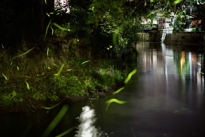 長浜市内を流れる川に舞うホタル（過去写真、ひといき撮影）