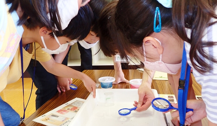 トレーの中を観察