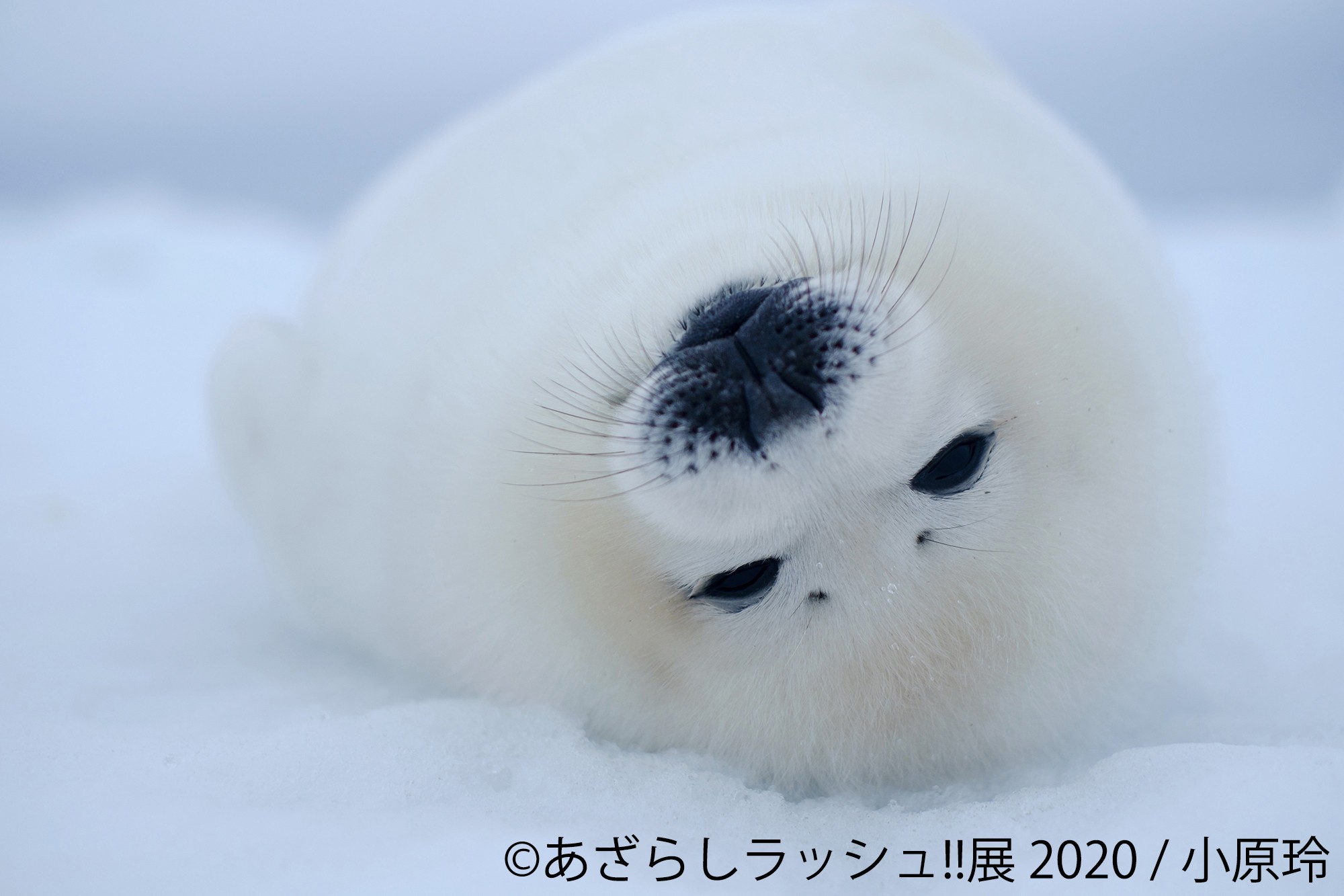 真っ白ふわふわ♪キュートなアザラシ作品＆グッズを集めた 「あざらし
