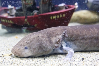 KWhgzX9s9px1VcQi1XAM.jpg?w=940&h=940