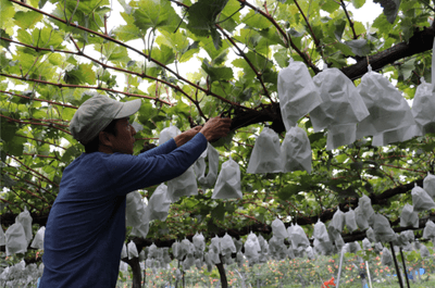 KXgNxC6ROsrOTitRuxeY.png?w=940&h=940