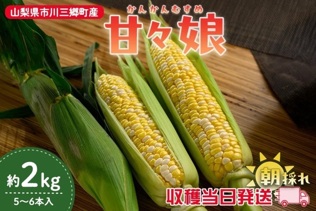 生でも楽しめる糖度15度以上の甘さを誇る希少なとうもろこし「甘々娘（かんかんむすめ）」を産地直送通販サイト「ＪＡタウン」で予約販売中！