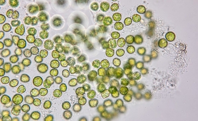 常在菌を味方にするクロレラ