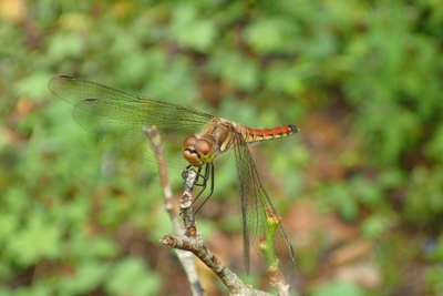 ぼくに会いに来てね！