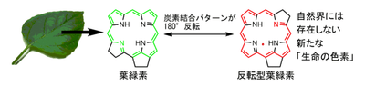 「反転型の葉緑素」のイメージ