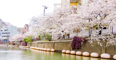 2025年3月20日(木・祝)より、海に浮かぶ都市型マリンリゾート「横浜港ボートパーク」にて、「お花見クルーズ」を開催！