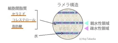 「ヒアルロン酸じゃダメ？」敏感肌の保湿でセラミドが注目される理由を医学博士が解説