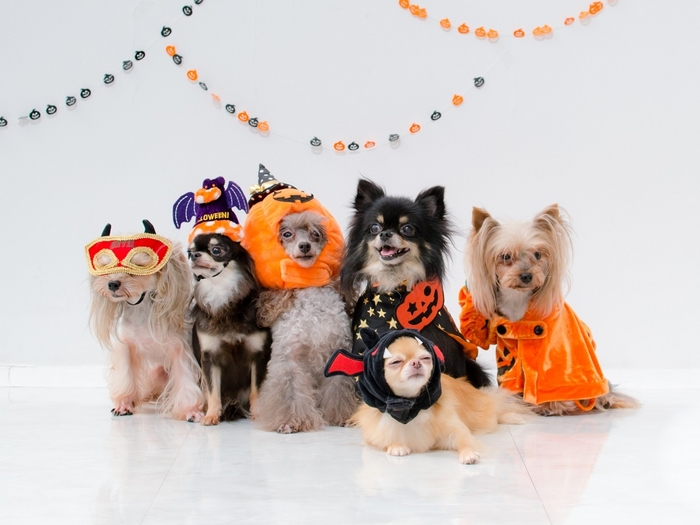 ハロウィン仮装 ※イメージ