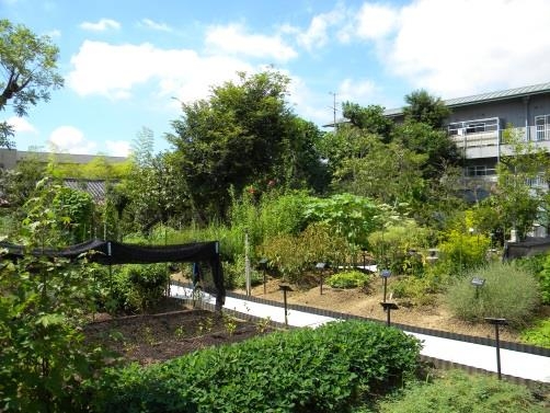 「薬用植物園」一般公開&講演会 開催 参加者にはムラサキやベニバナの苗をプレゼント!