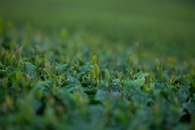 KgnjtXc7yW0j4dfUqIEF.jpg?w=940&h=940