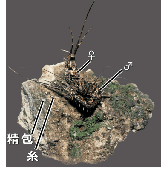 図2 一般のイシノミ類の配偶行動(写真はヒトツモンイシノミ)。 オスが自身で紡ぎ出した糸の上に精包を載せ、 それをメスが回収することで完了する「間接移精」。