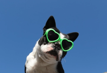 大正健康ナビ、5/21新着情報 「犬・猫の熱中症・夏バテ対策はできてる？症状をチェックしよう。」