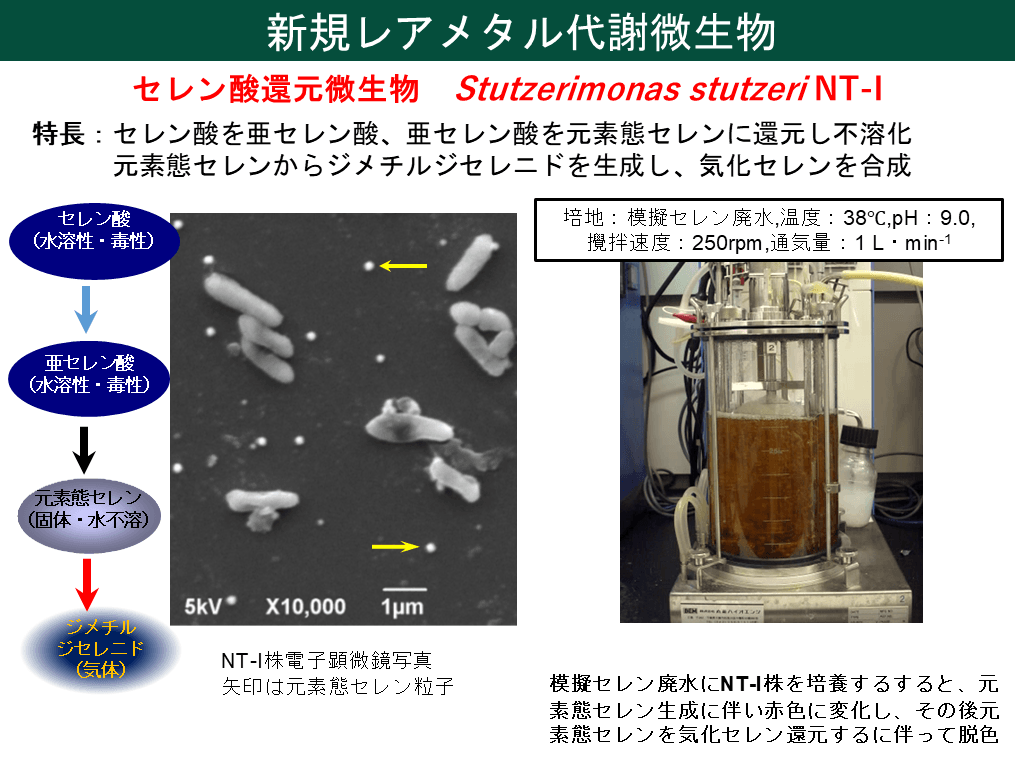 図1. 本研究で用いたレアメタル代謝微生物