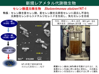 世界初、微生物を利用して廃太陽電池から レアメタルの回収に成功